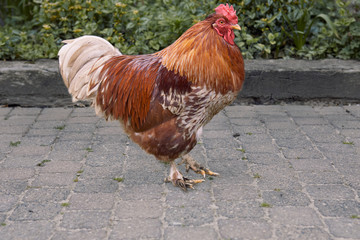 Portrait of red rooster on stone floor farm