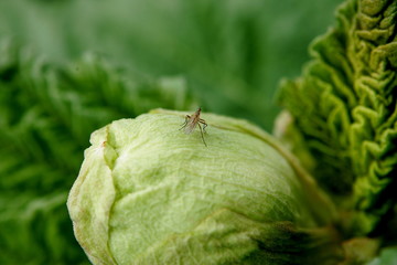 New green rhubarb leaves and flowers in early spring