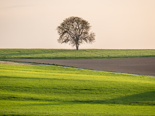 Ackerbau im Fr&uuml;hjahr