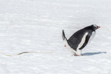 Manchot papou humour animal