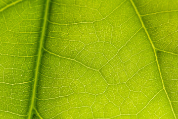 macro photo of a green leaf with veining.