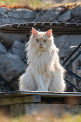 Maine Coon Kater