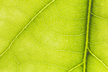 macro photo of a green leaf with veining.