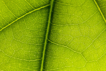 Fototapeta na wymiar macro photo of a green leaf with veining.