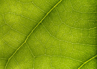 macro photo of a green leaf with veining.