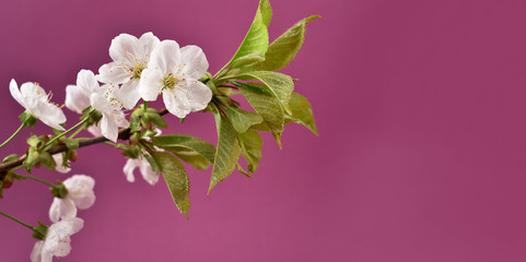 Blooming white cherry tree frame stock images. Beautiful blooming cherry tree border stock images. Spring background concept. Spring white flowers on a purple background with copy space for text