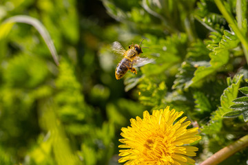 a honey bee collects the nectar of a yellow dandelion blossom