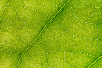 macro photo of a green leaf with veining.