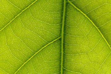 macro photo of a green leaf with veining.