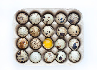 Quail eggs in a carton on a white background.  Healthy food.