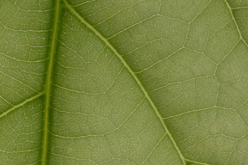macro photo of a green leaf with veining.