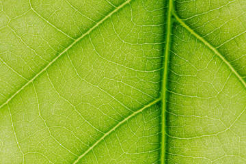 Naklejka na ściany i meble macro photo of a green leaf with veining.