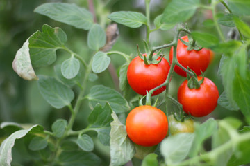 ripe red tomato on a branch. tomatoes grown in a greenhouse. Gardening tomato photograph with copy space.