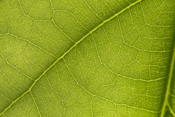 macro photo of a green leaf with veining.