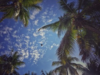 Fototapeta na wymiar Low Angle View Of Palm Trees Against Cloudy Sky