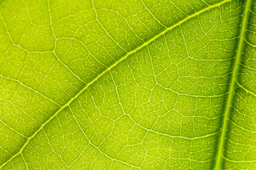 Fototapeta na wymiar macro photo of a green leaf with veining.