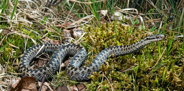 common adder / Kreuzotter (Vipera berus) -
male / M&auml;nnchen (Allg&auml;u, Germany)