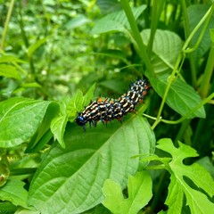 The exotic caterpillar with natural background