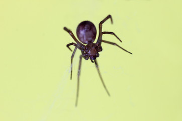 long-legged spider close-up while waiting for the victim on a colored background