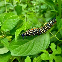 The exotic caterpillar with natural background