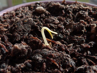 germoglio, nascita di una pianta