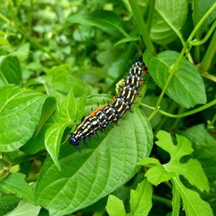 The exotic caterpillar with natural background