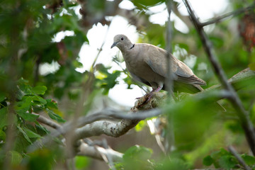dove