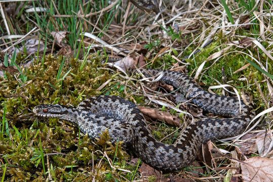 common adder / Kreuzotter (Vipera berus) -
male / M&auml;nnchen 