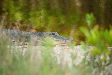 gator