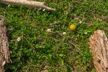 nature in Arnhem, Netherlands