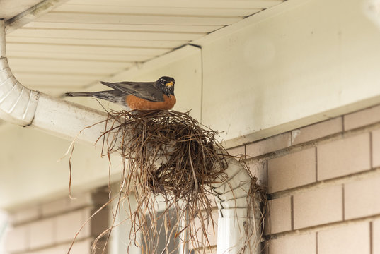 A robin sitting on a partially built bird nest