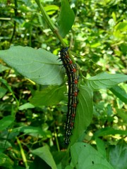 The exotic caterpillar with natural background