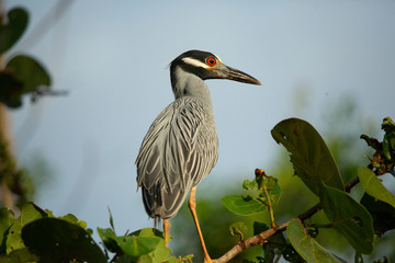 night heron