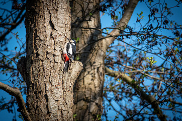 spotted woodpecker hangs from a tree trunk and the sky is blue