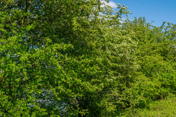 Fototapeta premium nature in Arnhem, Netherlands