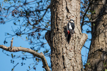 spotted woodpecker hangs from a tree trunk and the sky is blue