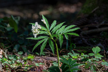 Fieder-Zahnwurz - Cardamine heptaphylla