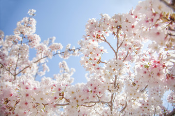 満開の桜と青空