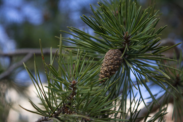 pine cone needles spring coniferous tree buds green blue