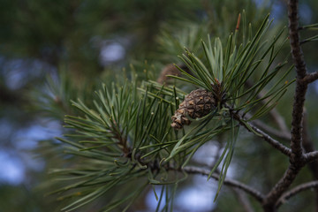 pine cone needles spring coniferous tree buds green blue