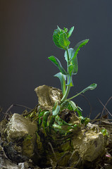 Cabbage sprout arising from discarded and rotting cabbage. Spoiled cabbage was tossed into compost bin, and it refused to die.
