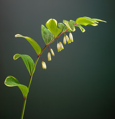 Variegated Solomon's seal flower (Polygonatum falcatum var.)