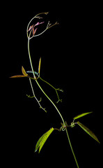 Early spring growth on crossvine (Bignonia capreolata), a native climbing plant of the central and southern U.S.