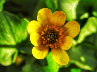 yellow flower with dew