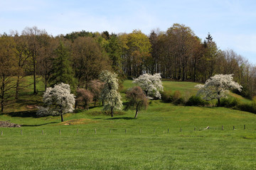 Eine Wiese mit blühenden Bäumen