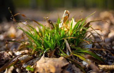 ogromny korzeń trawy