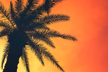 Golden tropical sunset with dark silhouette of coconut palm tree. Trendy vintage toned summer...