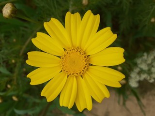 yellow flower in the garden