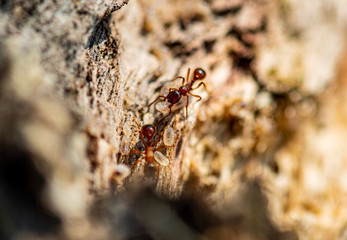 Red Ant Working