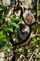 Eastern Gray Squirrel in her environment. Her Latin name is Sciurus carolinensis.